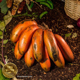Plátano rojo orgánico  (500g)